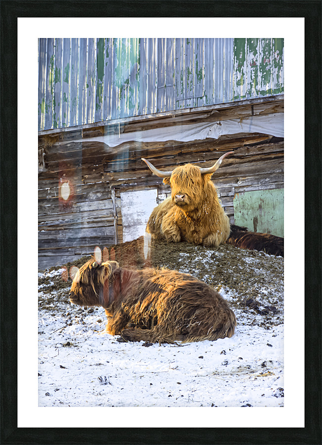 Highland2 Picture Frame print