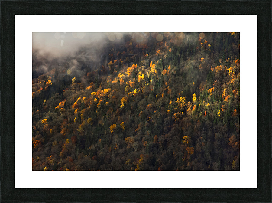 Foggy trees Picture Frame print