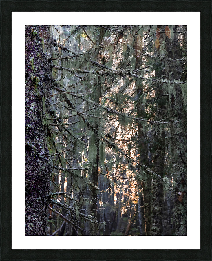Branchages Picture Frame print