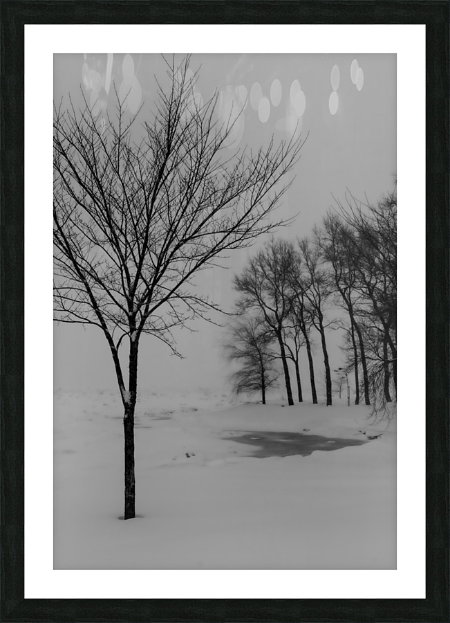 Winter trees Picture Frame print