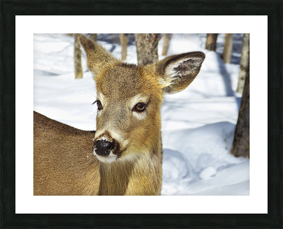 Biche Picture Frame print