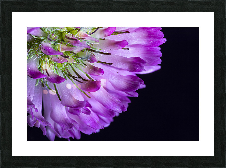 coeur de fleur Picture Frame print