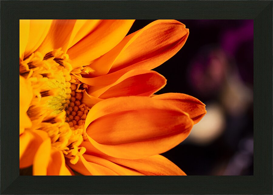 fleur orange Picture Frame print
