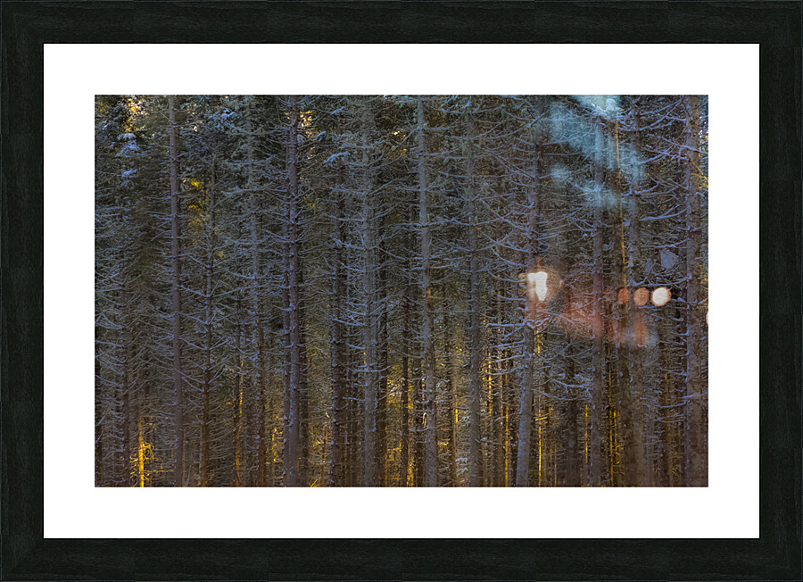 branches embrasees Picture Frame print