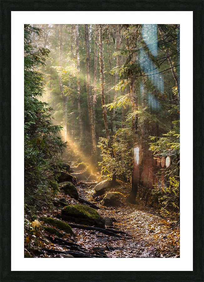 Foret feerique  Picture Frame print