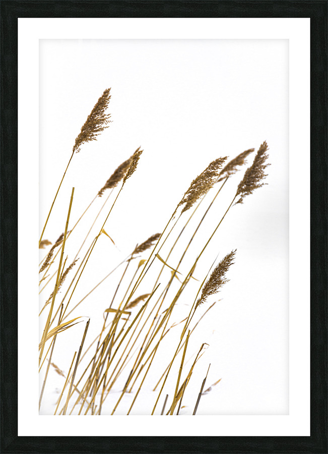 Plumeaux2 Picture Frame print