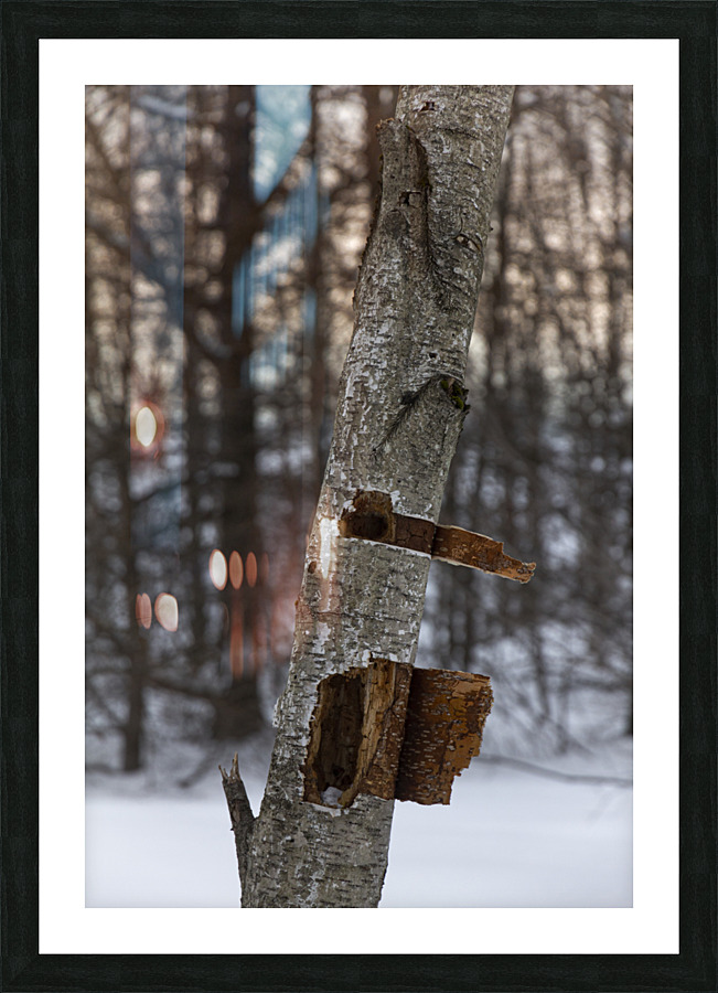 Tree trunk Picture Frame print