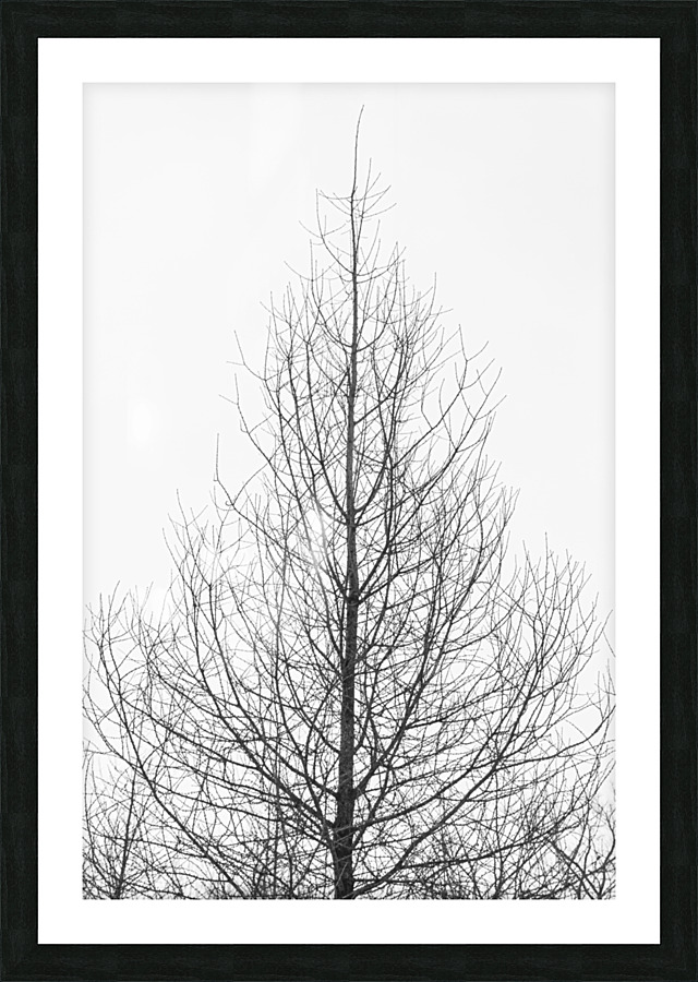 Naked tree Picture Frame print