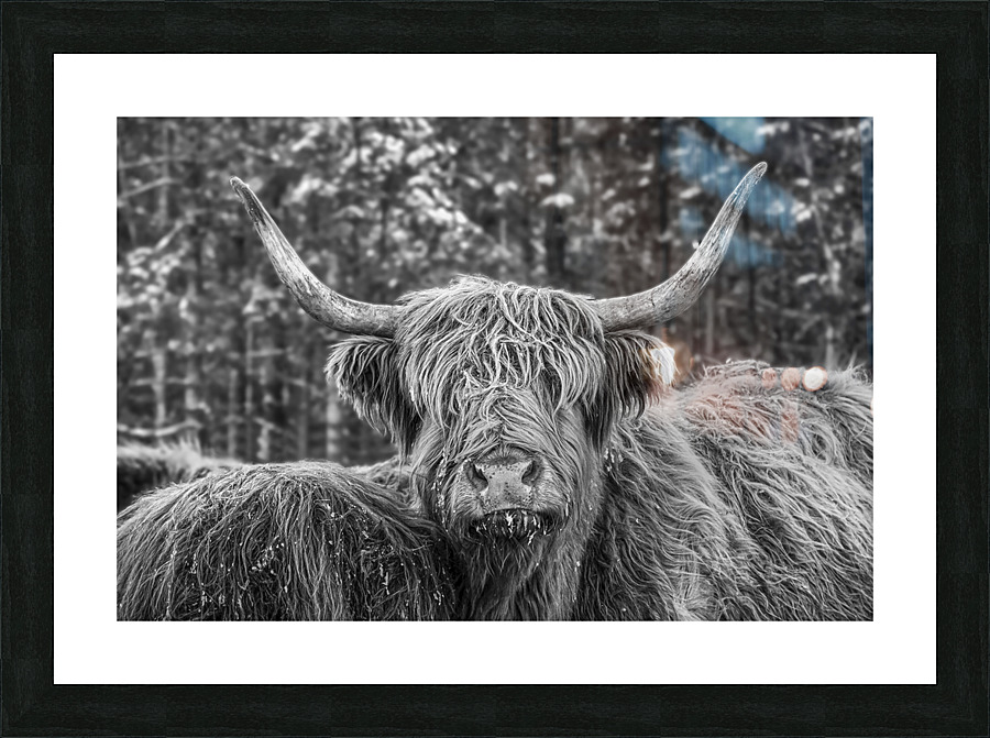 Highland NB Picture Frame print