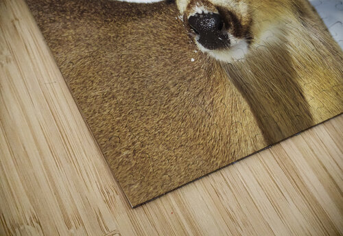 Biche POPPYPhotographie puzzle