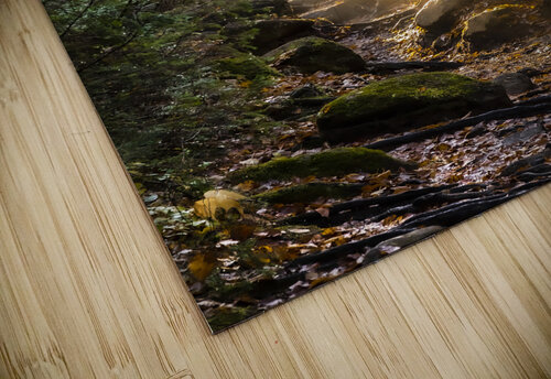 Foret feerique  POPPYPhotographie puzzle
