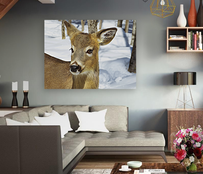 Biche Reproduction