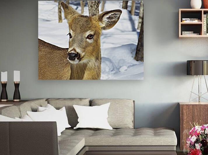 Biche by POPPYPhotographie