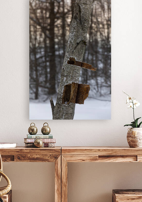 Tree trunk Reproduction