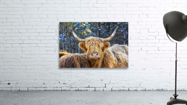 Highland Wall Preview