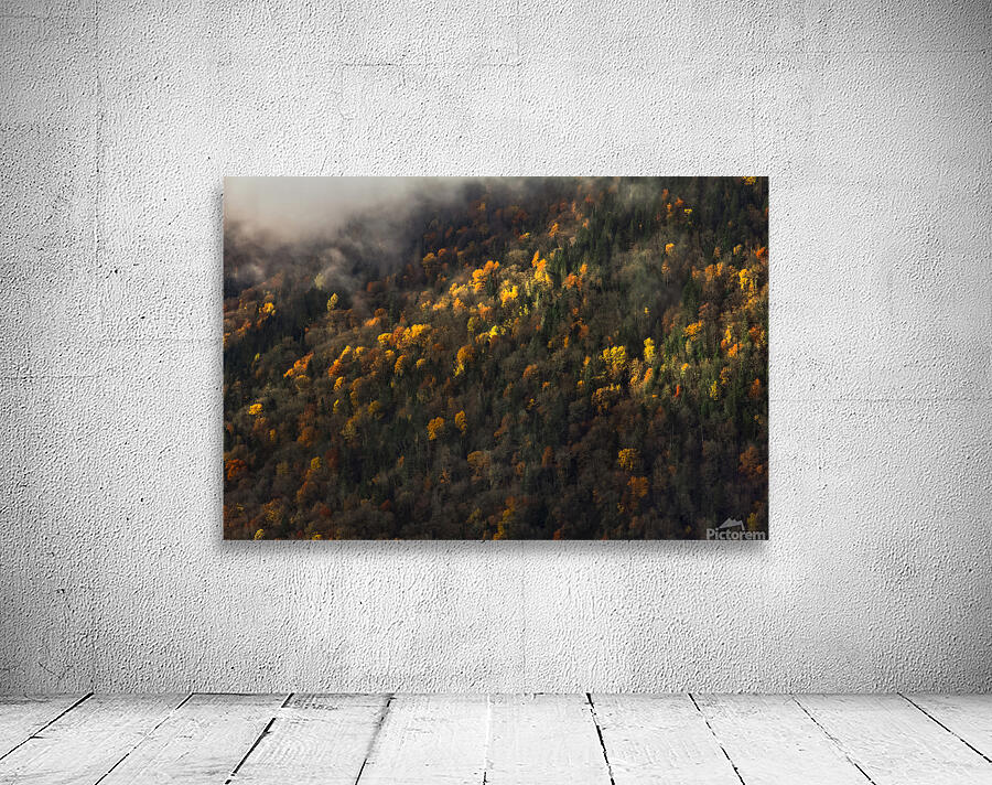 Foggy trees Wall Preview