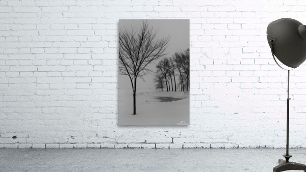 Winter trees Wall Preview