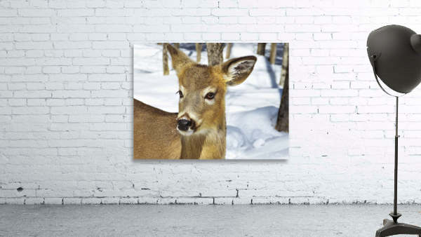 Biche Wall Preview