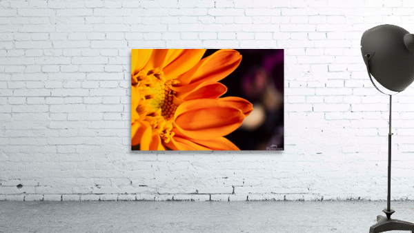 fleur orange Wall Preview