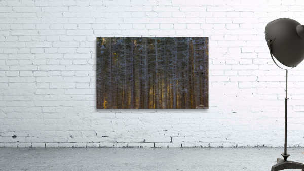 branches embrasees Wall Preview