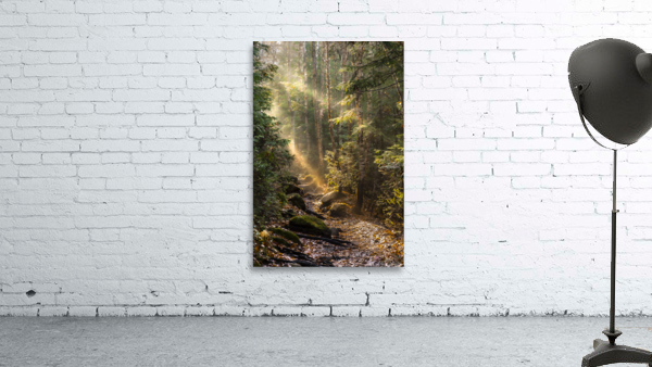 Foret feerique  Wall Preview