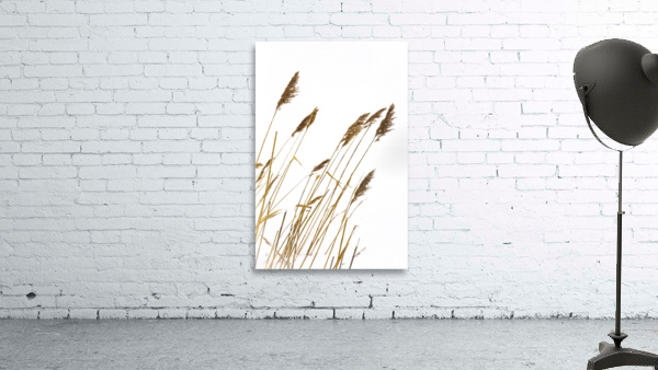 Plumeaux2 Wall Preview