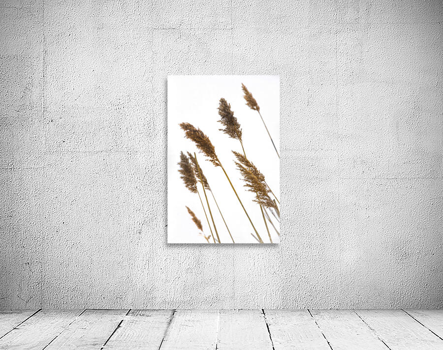 Plumeaux1 Wall Preview