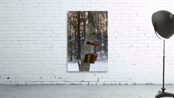 Tree trunk Wall Preview