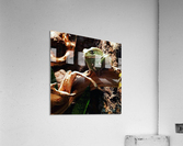 Frogpicoftheday Acrylic Print