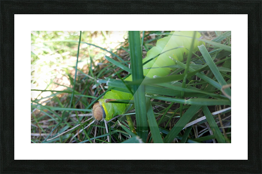 20140828_142334 Picture Frame print