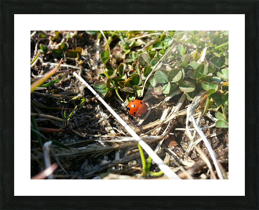 20130405_163517 Picture Frame print