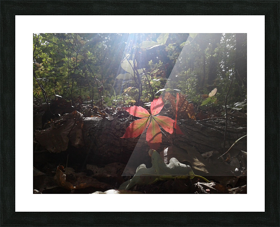 20170920_153652 Picture Frame print