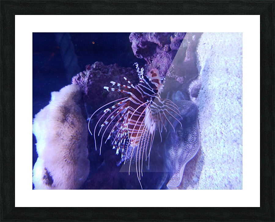 20180222_133118 Picture Frame print