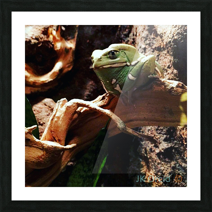 Frogpicoftheday Picture Frame print
