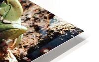 Frogpicoftheday HD Metal print