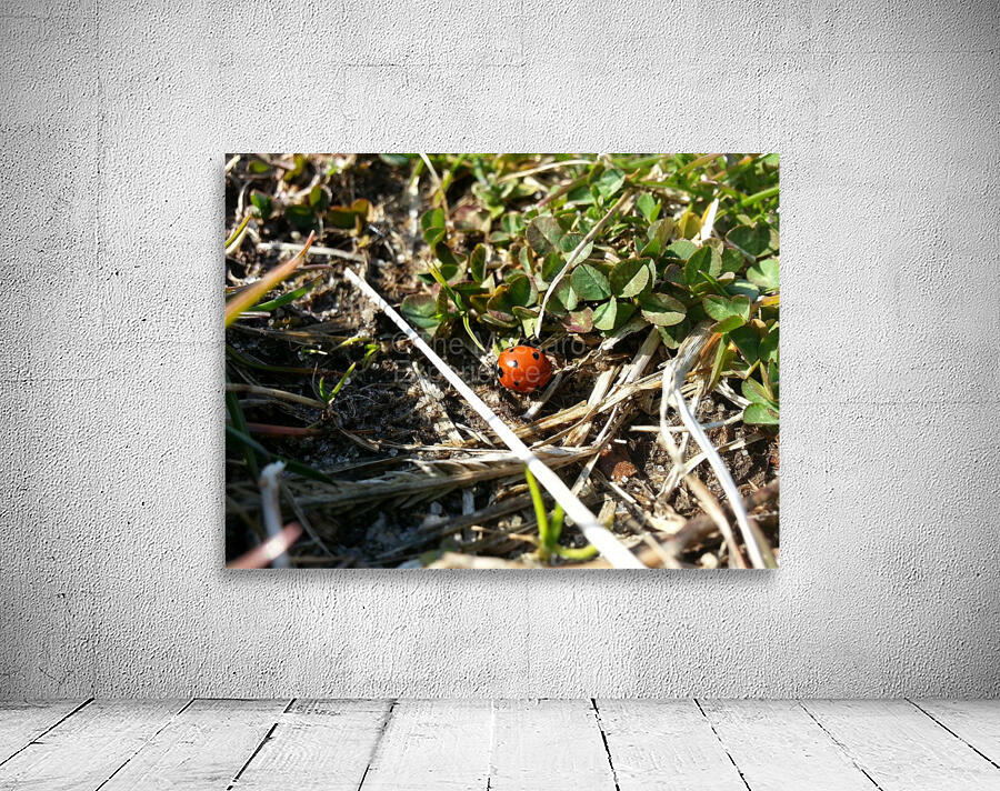 20130405_163517 Wall Preview