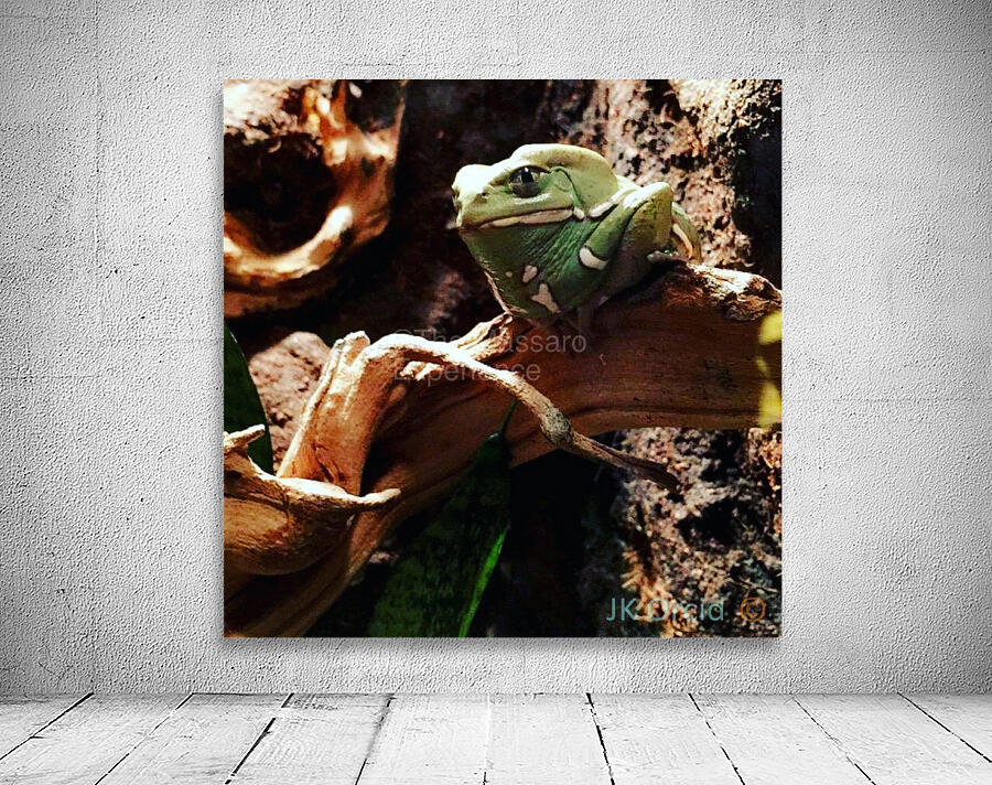 Frogpicoftheday Wall Preview
