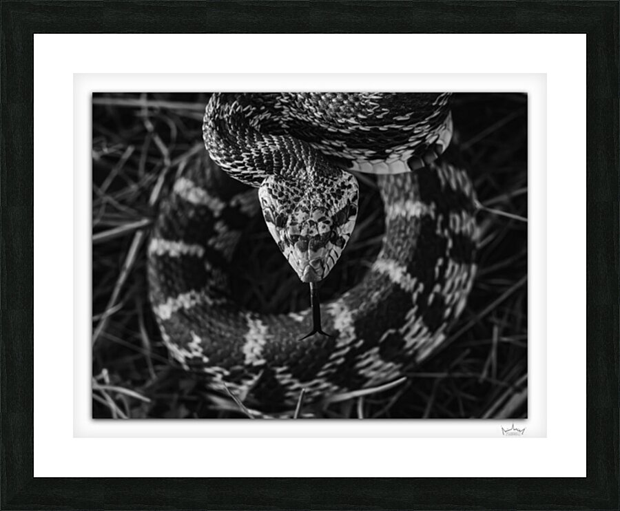 Ready to Strike Picture Frame print