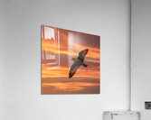 a stunning photograph of a bird soaring through t Acrylic Print