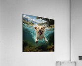 un labrador retriever enthousiaste plonge  Acrylic Print