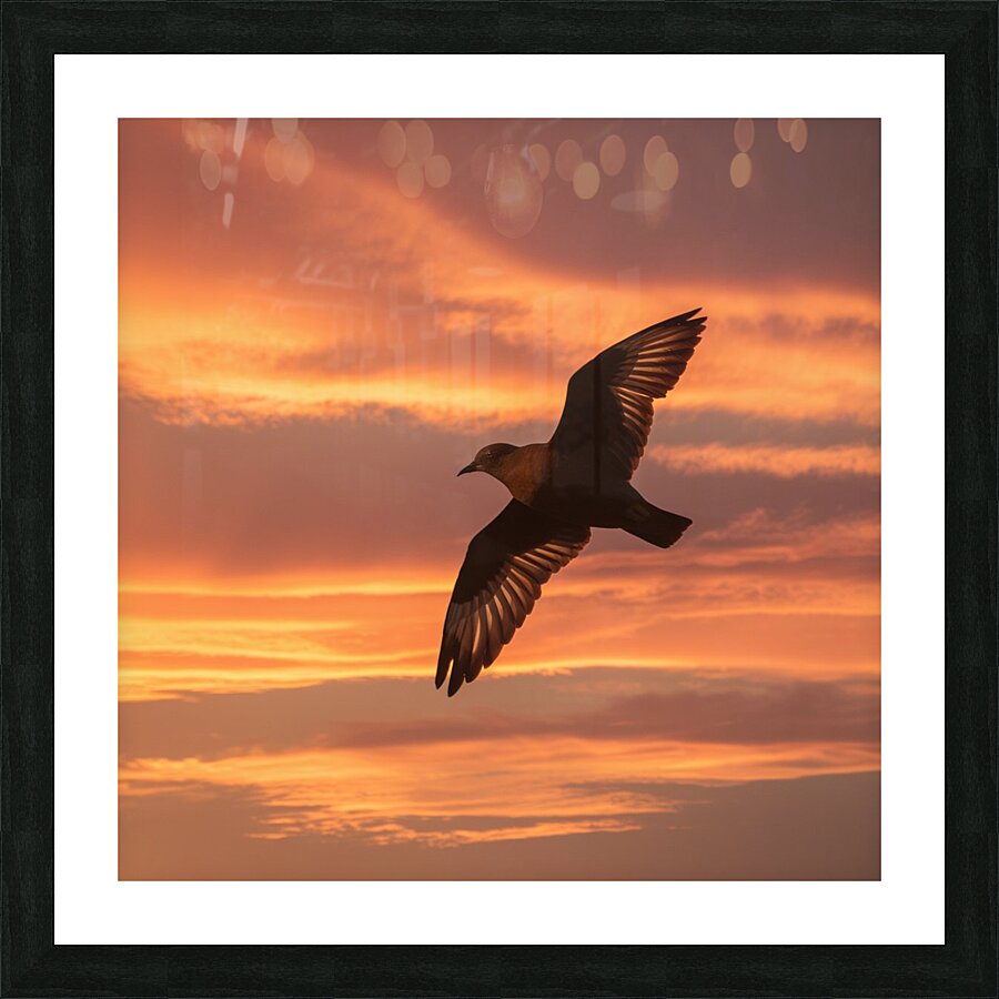 a stunning photograph of a bird soaring through t Picture Frame print