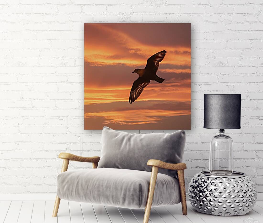 a stunning photograph of a bird soaring through t Reproduction