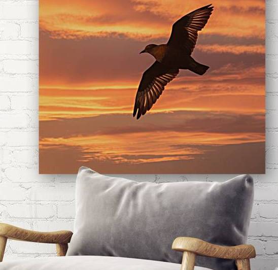 a stunning photograph of a bird soaring through t by addilah