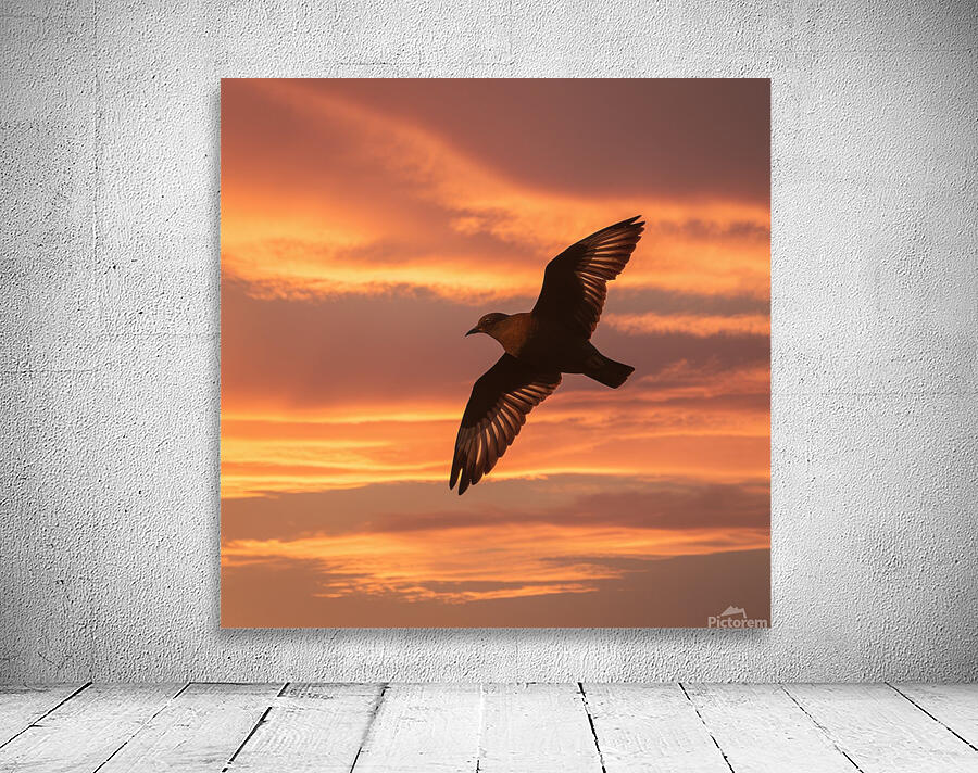 a stunning photograph of a bird soaring through t Wall Preview