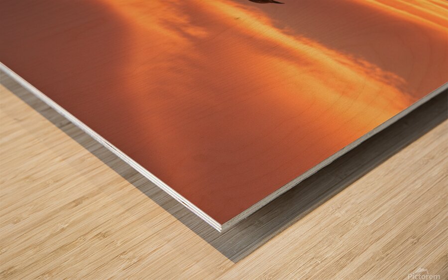 a stunning photograph of a bird soaring through t Wood print
