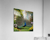  peacock spreading its wings in a beautiful  Acrylic Print