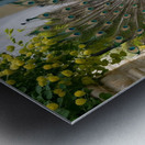  peacock spreading its wings in a beautiful  Metal print