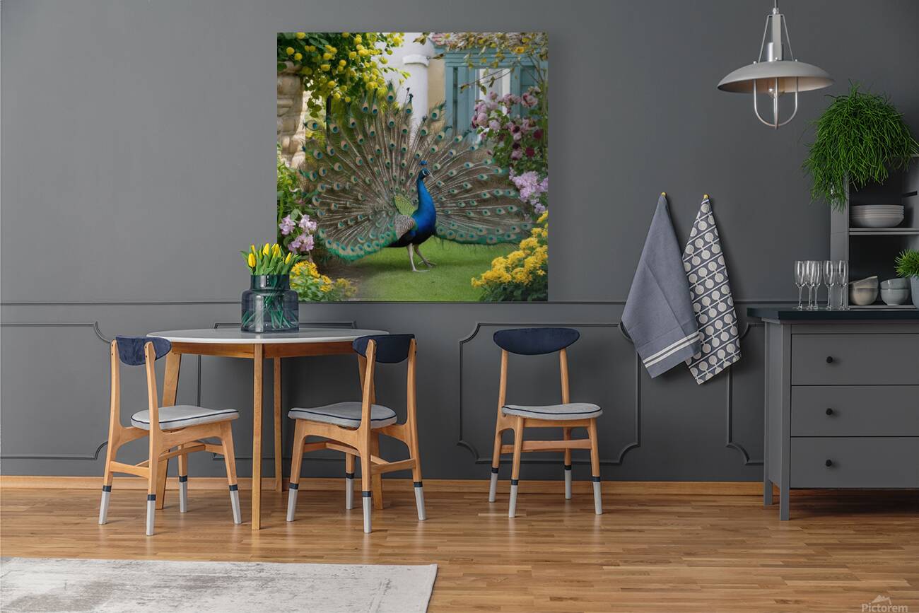  peacock spreading its wings in a beautiful  Reproduction