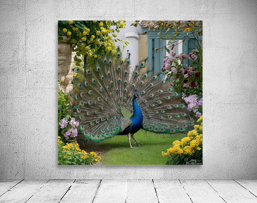  peacock spreading its wings in a beautiful  Wall Preview