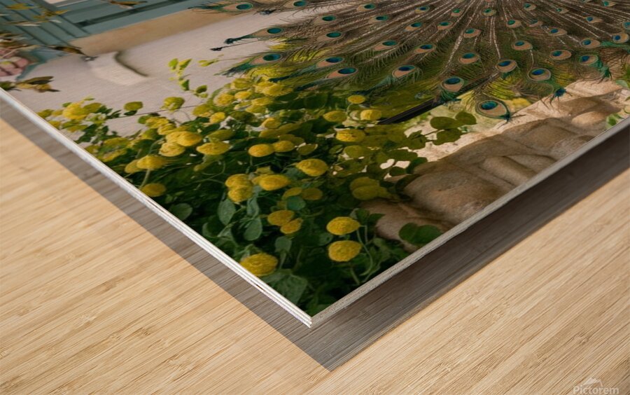  peacock spreading its wings in a beautiful  Wood print